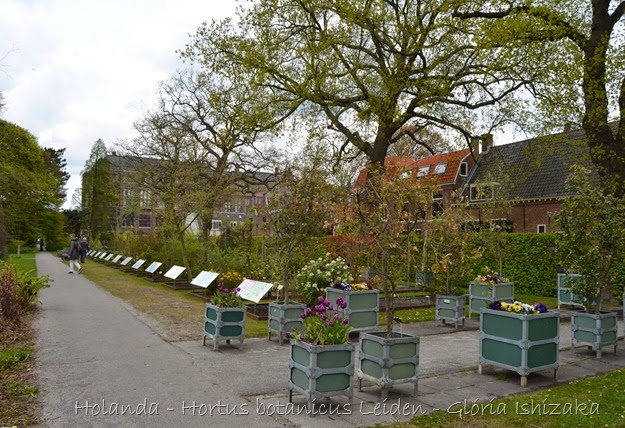 Glória Ishizaka - Hortus Botanicus Leiden - 10