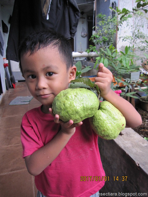 dede Iyas dan buah jambu biji kristal