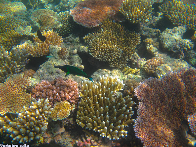 CAIRNS Y LA GRAN BARRERA DE CORAL - AUSTRALIA: UNA AVENTURA DE CONTRASTES (8)