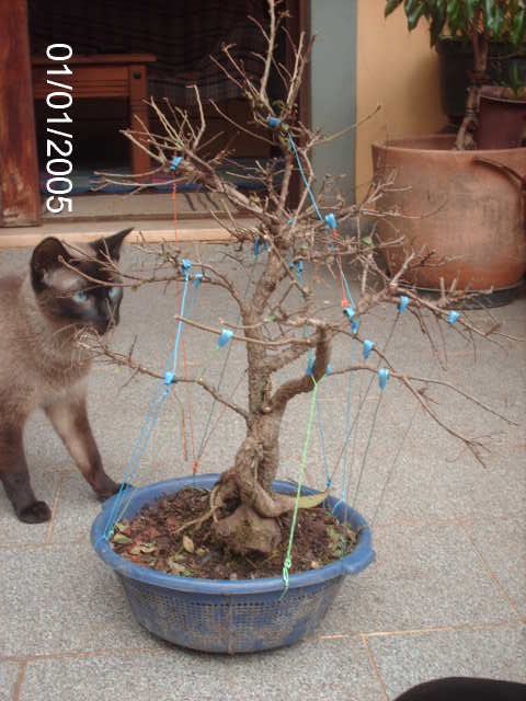 Zelkova Corticosa , Raiz de 7 anos... PICT1094