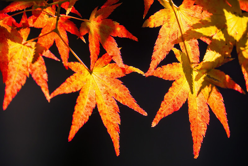 府中の森公園 紅葉 写真19