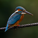 Common Kingfisher