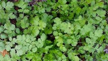 Coriander leaves