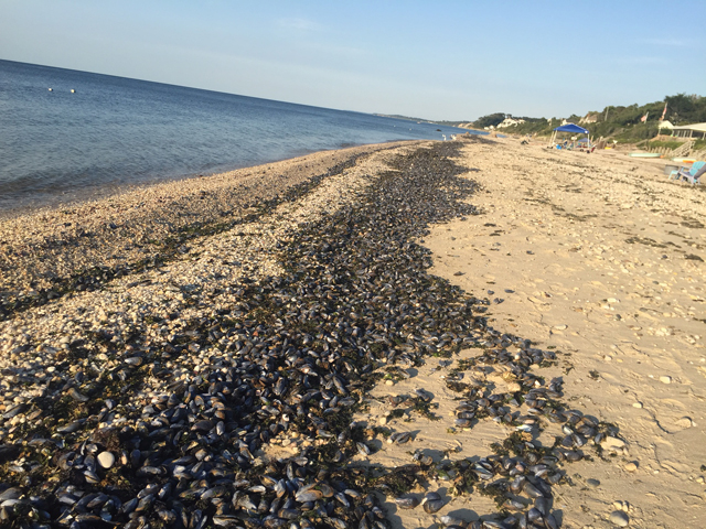 Thousands of dead mussels washed ashore near United Riverhead Oil Terminal on Long Island Sound near Jamesport, New York, on 24 August 2016. It is likely that high water temperatures due to the prolonged hot temperatures in Summer 2016 is the cause. Photo: Grant Parpan