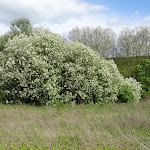 Bois de la Bergerette