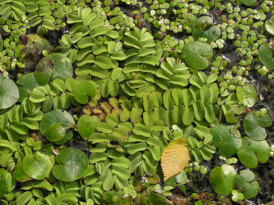 Сальвиния врожденная (Salvinia adnata)