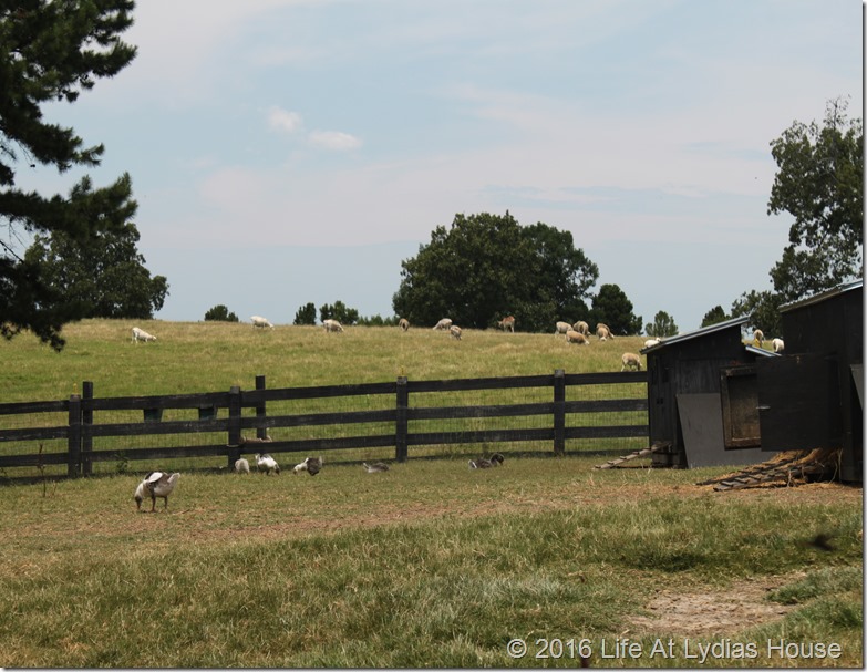 chicken and sheep