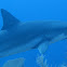 Reef Shark