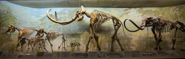 The University of Nebraska State Museum's Elephant Hall highlights the differences in current elephants (left) and mammoths (middle and right). Pictured (from left) is an African elephant; an Asian elephant with a juvenile; dwarf mammoth; Archie, a Columbian mammoth; and a Jefferson mammoth. Photo: Troy Fedderson / University of Nebraska