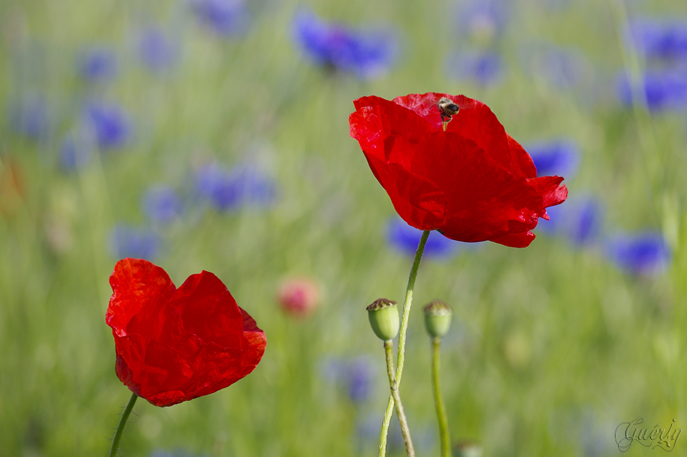 Corn poppy WebIGP1705