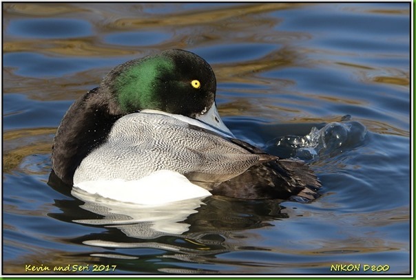 Slimbridge WWT - January