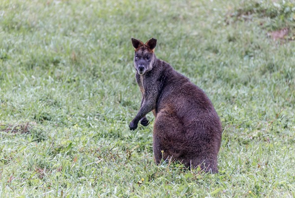 Wishful Thinking - Kangaroo Valley