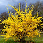 Forsythia intermedia