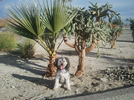 Veterinarian «Desert Dunes Animal Hospital», reviews and photos