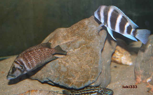 Cyphotilapia sp north burundi - Página 16 IMG_9935