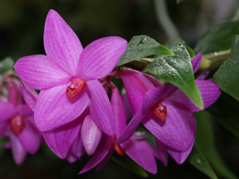 Dendrobium glomeratum IMG_2578