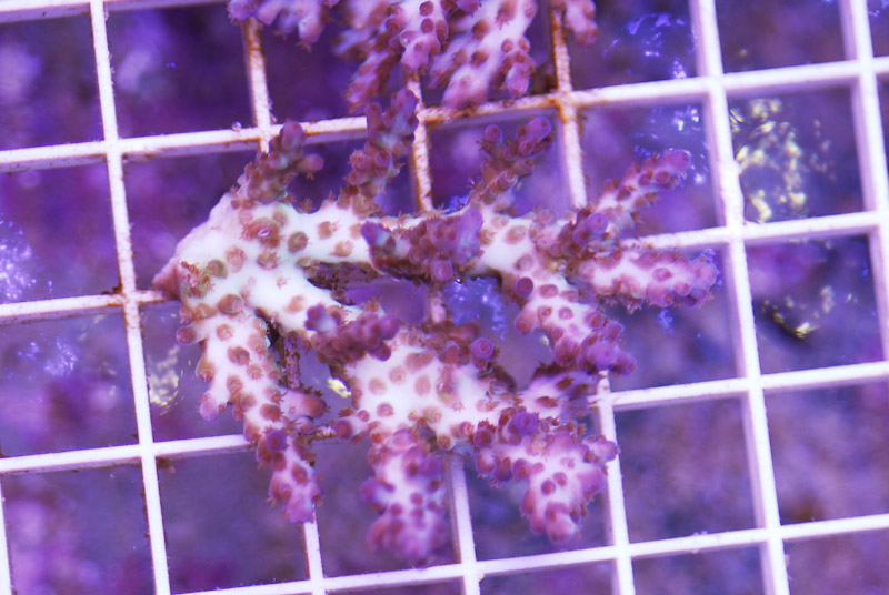 coral20110527-27.jpg