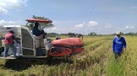 Padi Dengan varietas Ciherang Petani Mangkutana Panen Hingga 7,5 Ton/Ha