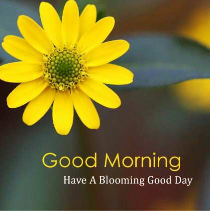 Good Morning Pictures 2023 In Hindi Punjabi English Good Morning Pictures