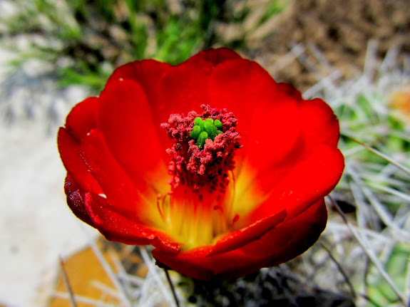 Claret Cup Cactus