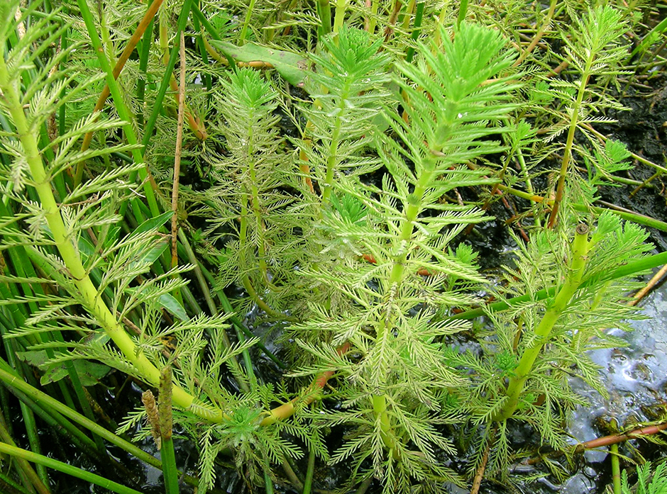 Перистолистник водный (Myriophyllum aquaticum)