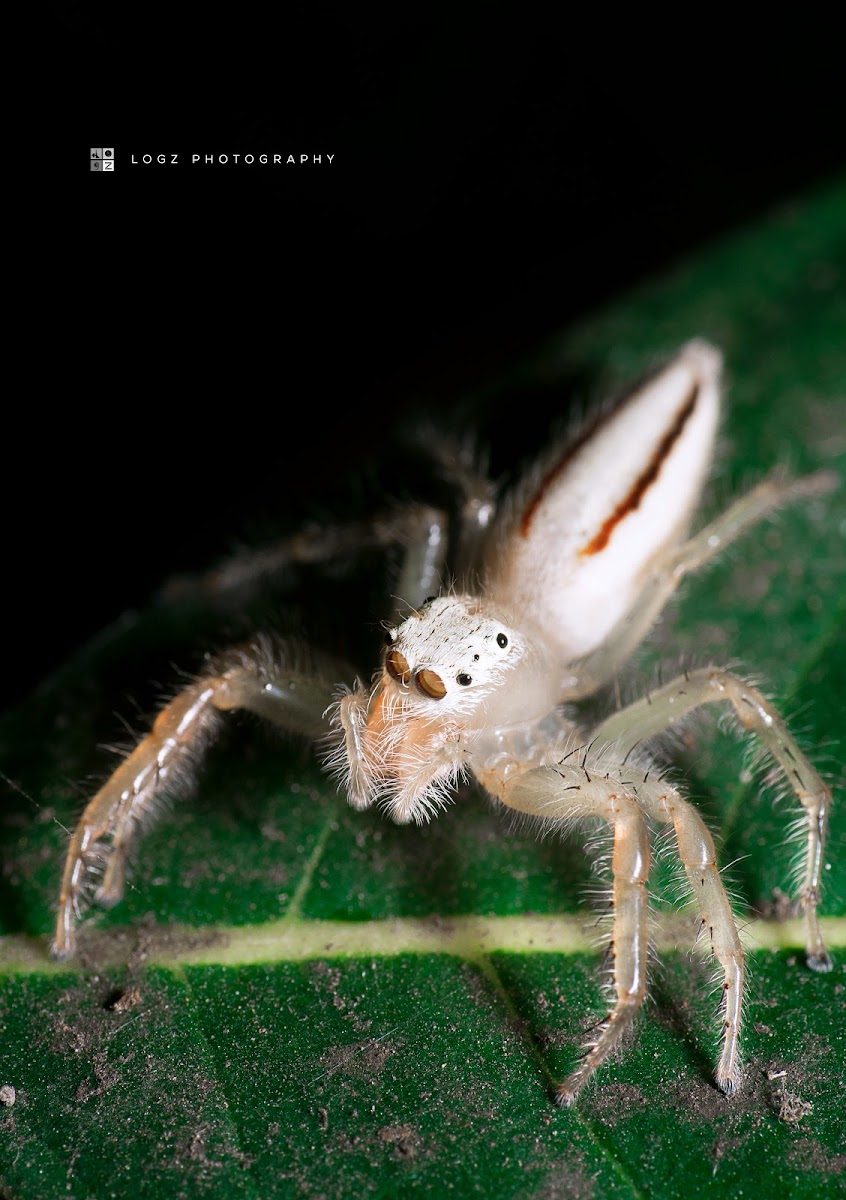 Two striped jumping spider