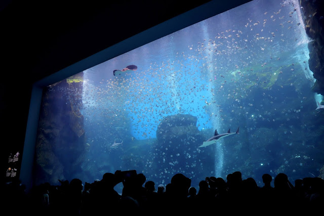 桃園 青埔 親子景點  Xpark 水族館 企鵝 水母 水豚君