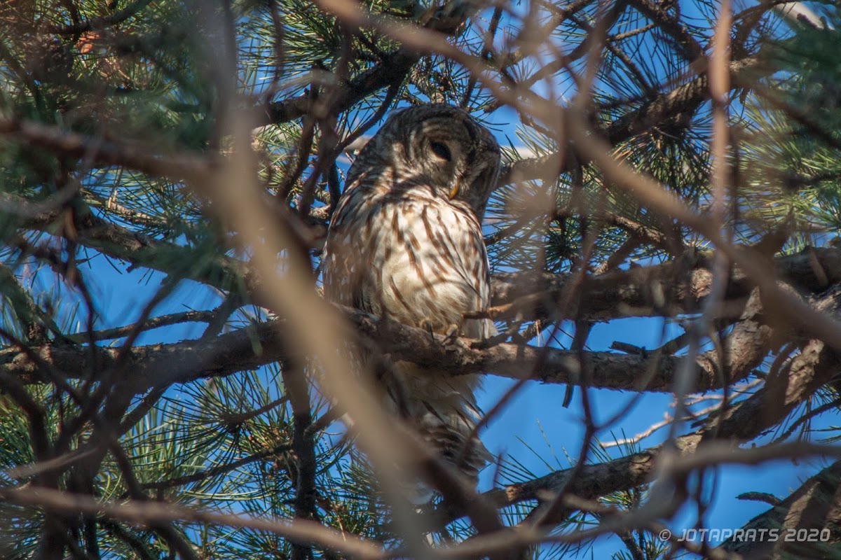 Barred Owl