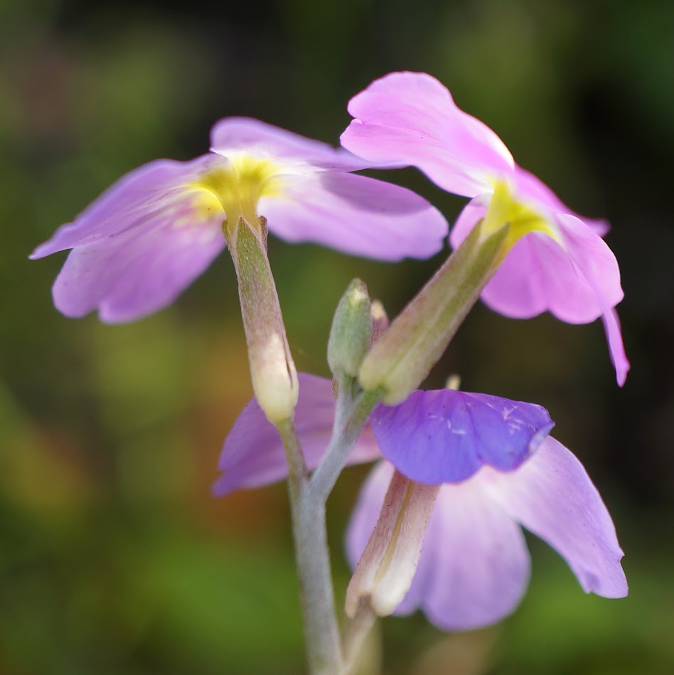 bloem en kelkblad