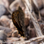 Speckled Wood