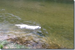 Swimming in Nolan Creek