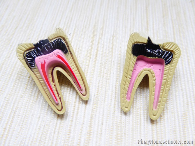 tooth cross section