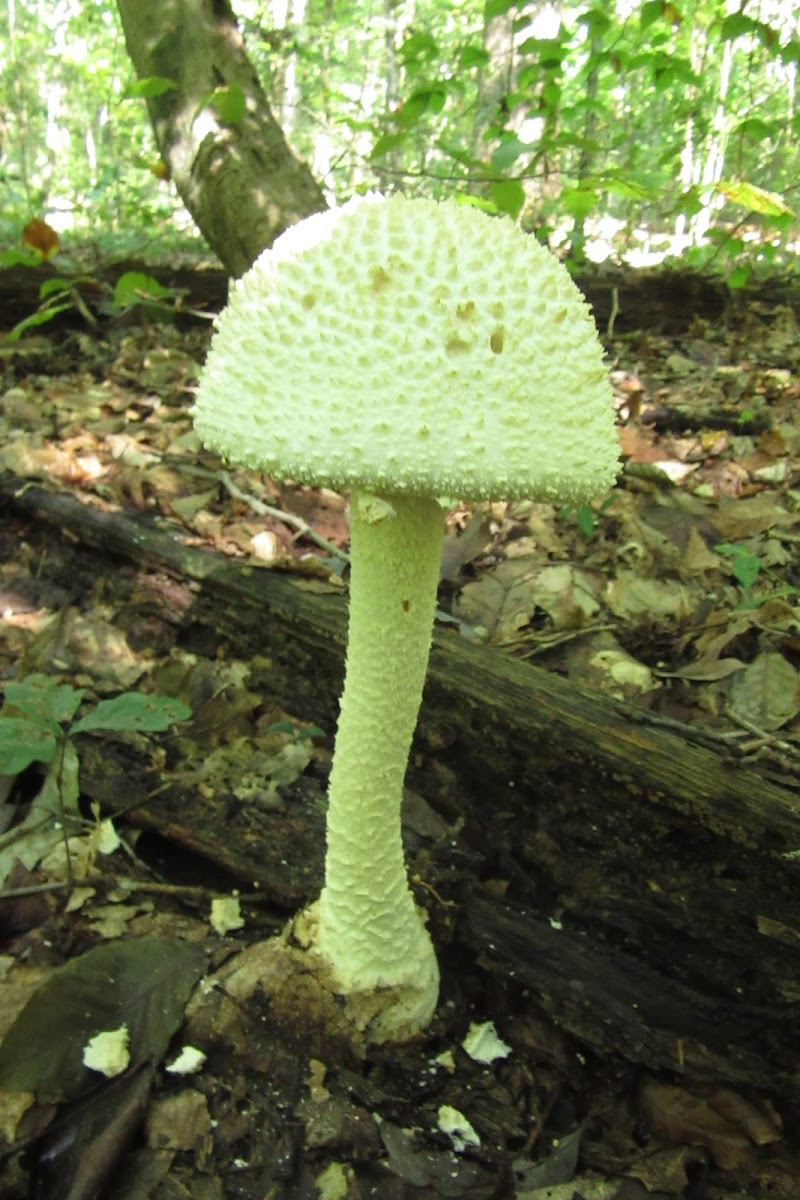 Coker's Amanita