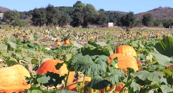 pumpkin patch