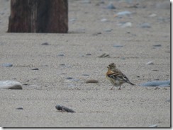 Brambling