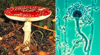 5 fungi economic importance