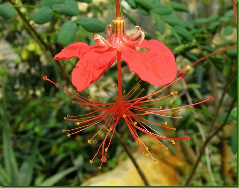 Hibiscus grandidieri