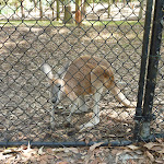 Kangaroo behind a metal ring fence at Carnley Ave Reserve (400156)