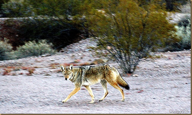 Coyote