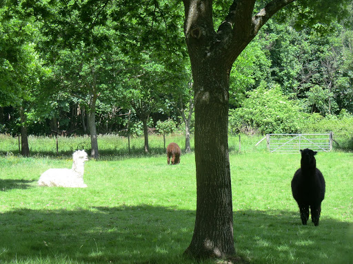 CIMG0468 Alpacas