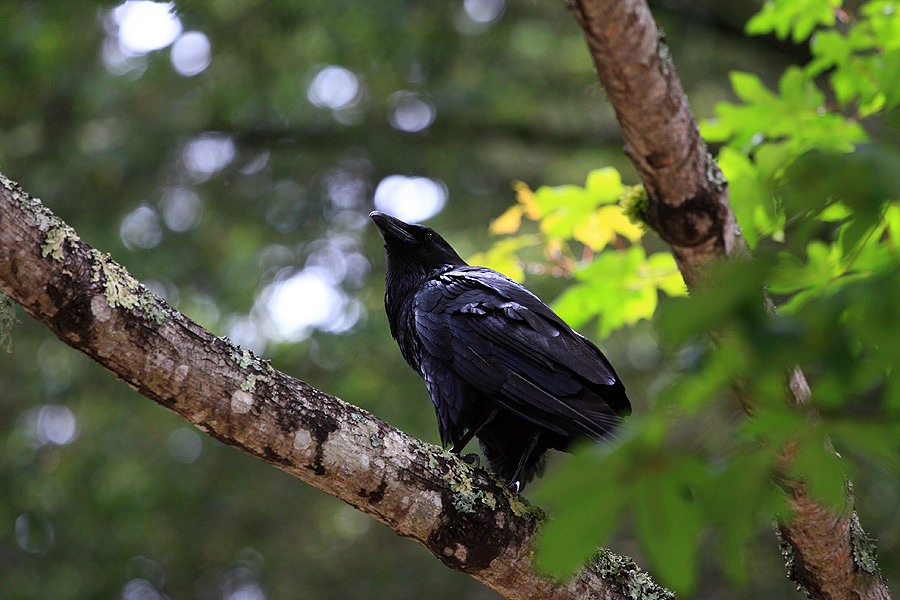 Птицы в фотографиях из путешествий