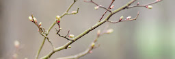 Profile cover photo