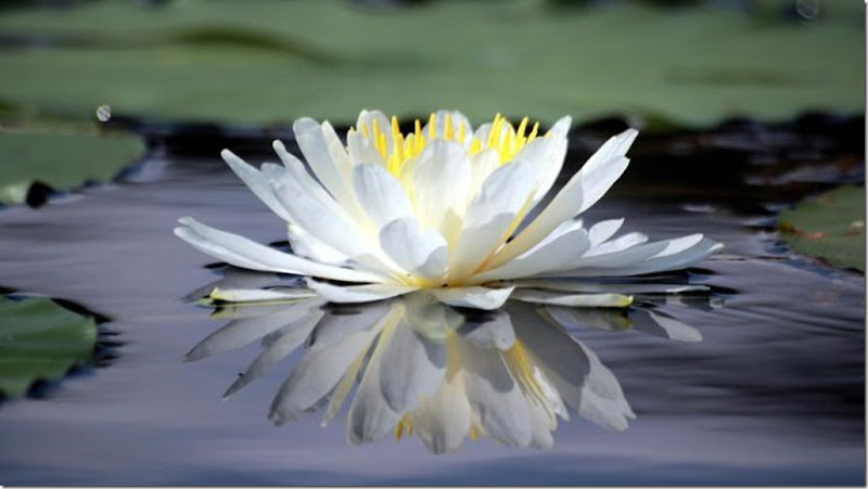 adaptations-water-lily_3d64ce19b17599c7