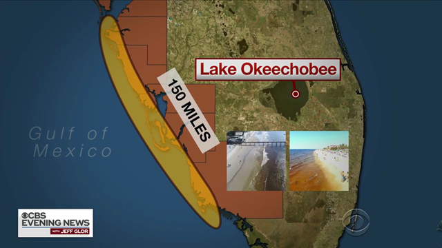 Map showing the extent of a toxic algae bloom, or 'red tide', spanning 150 miles on the southwest coast of Florida, 2 August 2018. Graphic: CBS Evening News