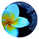 Flowers New Tabs HD Popular Photography Theme