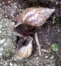 Empty Snail Shells - What Is Killing Them?