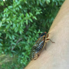 Cicadas