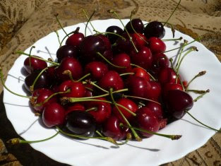 Owoce czereśni Prunus avium fruits