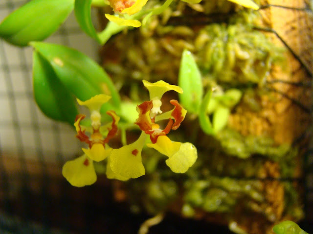 Gomesa colorata (Oncidium coloratum) DSC09739