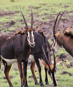 Sable Antelope, Zimbabwe